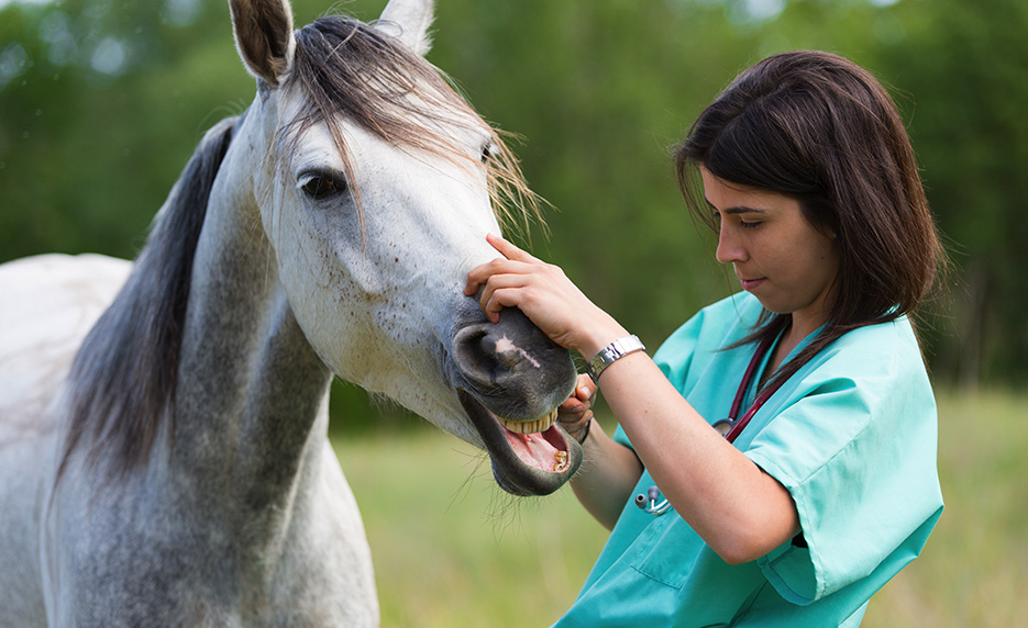 A vet tech checks the teeth of a horse.