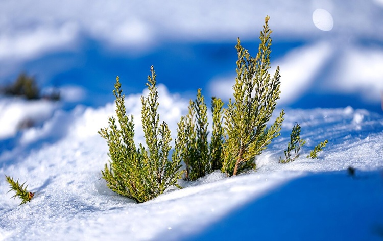 baby evergreens in the snow