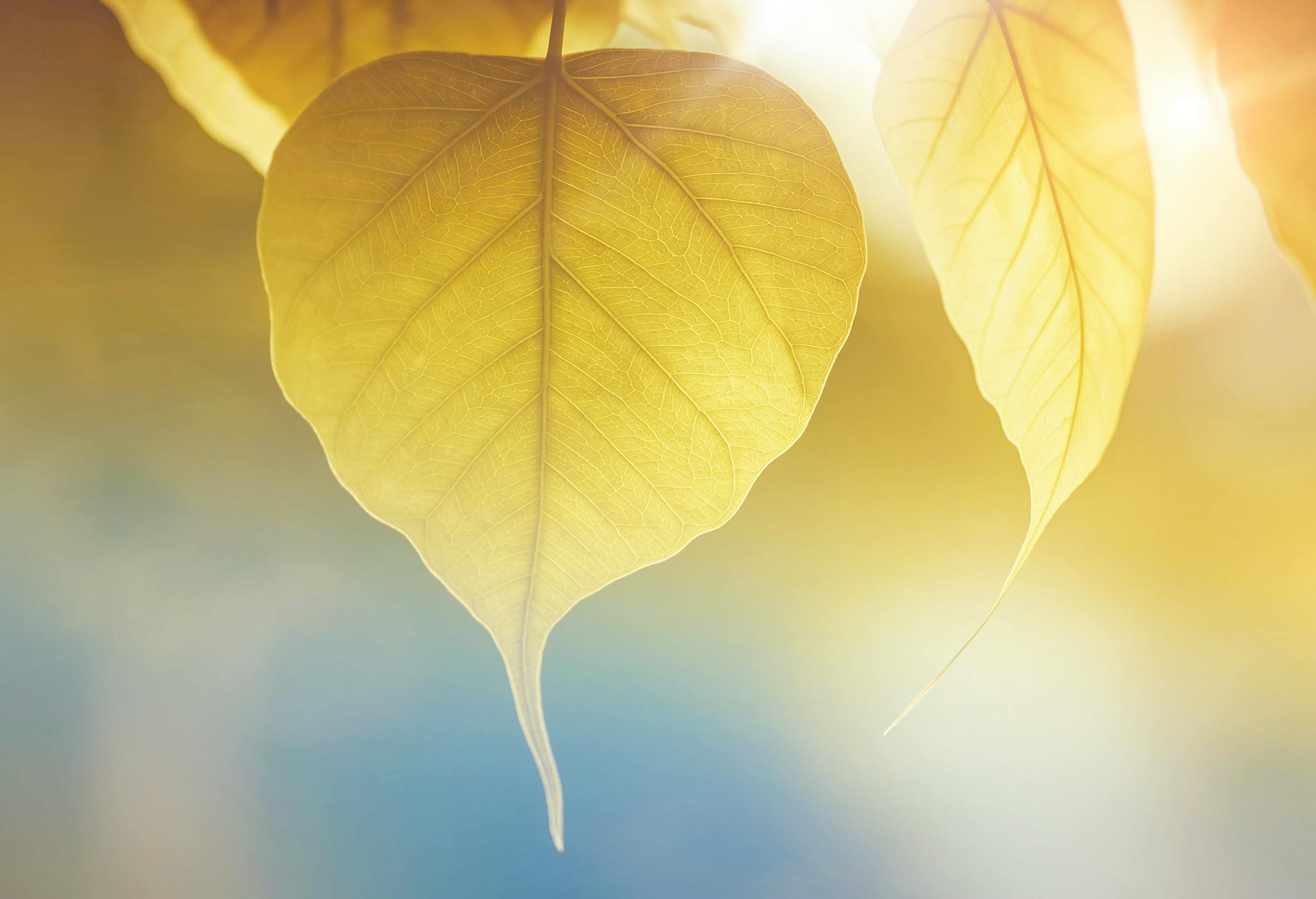 golden fall leaf with sunshine behind it